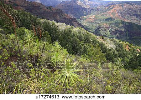 "Waimea Canyon, Kauai, Hawaii, U. S. A. " View Large Photo Image Stock Image - "Waimea Canyon, Kauai, Hawaii, U. S. A. ". Fotosearch