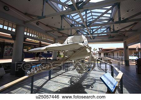 "Whalers Village, Maui, Hawaii, U. S. A. " View Large Photo Image Stock Photograph - "Whalers Village, Maui, Hawaii, U. S. A. ". Fotosearch
