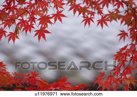 Autumn Leaves View Large Photo Image Stock Image - Autumn Leaves. Fotosearch