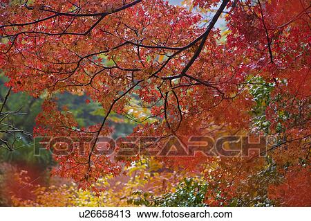 Autumn Leaves View Large Photo Image Stock Image - Autumn Leaves. Fotosearch