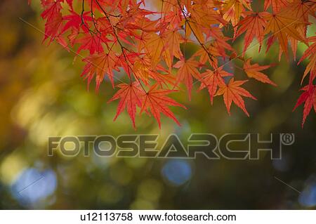 Stock Photo - Autumn Leaves. Fotosearch