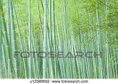 Stock Image - Bamboo Grove. Fotosearch