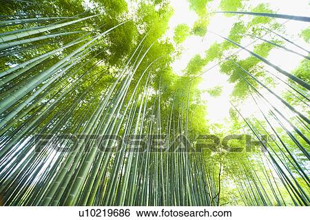 Stock Photograph - Bamboo Grove. Fotosearch