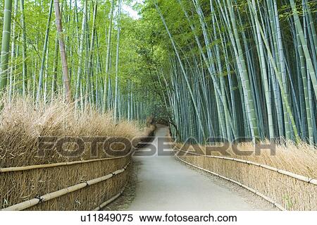 Stock Photography - Bamboo Grove. Fotosearch