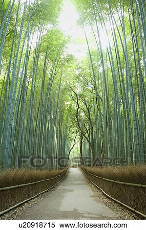 Stock Photography - Bamboo Grove. Fotosearch