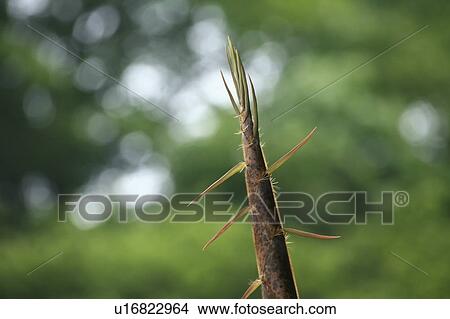 Bamboo Shoot View Large Photo Image Picture - Bamboo Shoot. Fotosearch