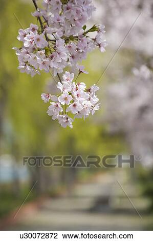 Cherry Blossoms View Large Photo Image Stock Image - Cherry Blossoms. Fotosearch