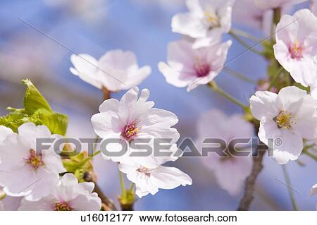 Cherry Blossoms View Large Photo Image Stock Photo - Cherry Blossoms. Fotosearch