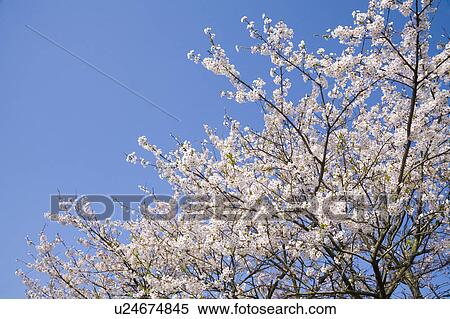 Stock Photography - Cherry Blossoms. Fotosearch