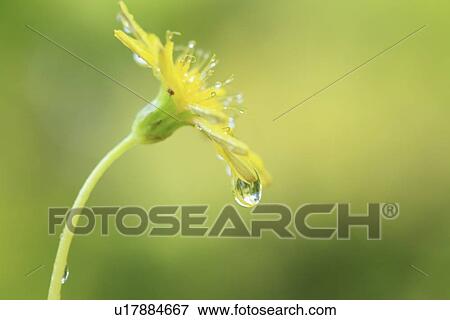 Stock Photo - Dandelion. Fotosearch