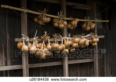 Stock Photo - Drying Onion. Fotosearch