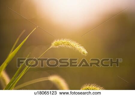 Foxtail View Large Photo Image Stock Image - Foxtail. Fotosearch
