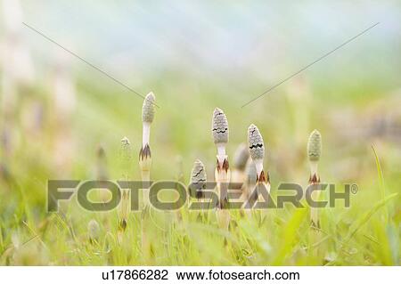 Stock Image - Horsetail. Fotosearch