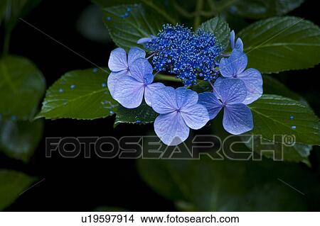 Hydrangea View Large Photo Image Picture - Hydrangea. Fotosearch