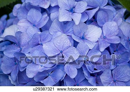 Hydrangea View Large Photo Image Stock Image - Hydrangea. Fotosearch