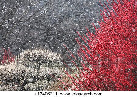 Japanese Apricot View Large Photo Image Stock Image - Japanese Apricot. Fotosearch
