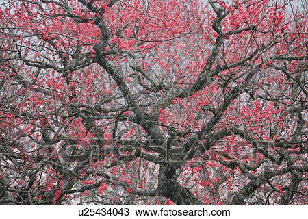 Stock Image - Japanese Apricot. Fotosearch