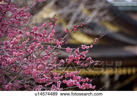 Stock Photo - Japanese Apricot. Fotosearch