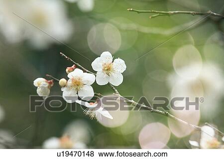 Stock Photo - Japanese Apricot. Fotosearch