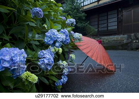 Stock Image - Japanese Umbrella and Hydrangea. Fotosearch