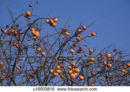 Persimmon Tree View Large Photo Image Stock Photograph - Persimmon Tree. Fotosearch
