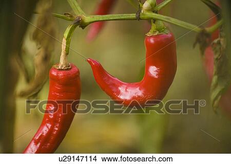 Picture - Red Pepper. Fotosearch