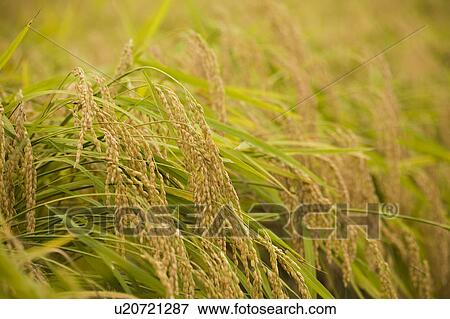 Stock Photo - Rice Field. Fotosearch