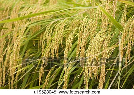 Stock Photography - Rice Field. Fotosearch