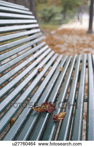 Picture - Autumn Leaves on a Bench. Fotosearch