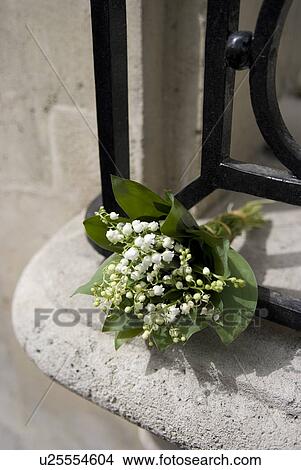Bouquet of Lily of the Valley View Large Photo Image Picture - Bouquet of Lily of the Valley. Fotosearch