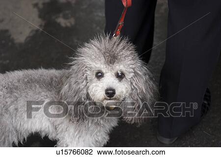 Stock Image - Dog in Paris. Fotosearch