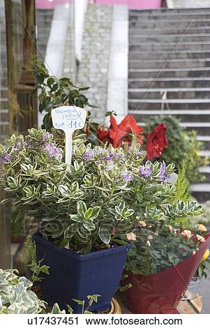 Stock Image - Flower Shop in Paris. Fotosearch