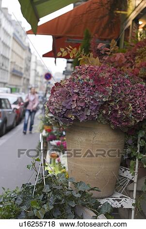 Hydrangea in Paris View Large Photo Image Stock Photo - Hydrangea in Paris. Fotosearch