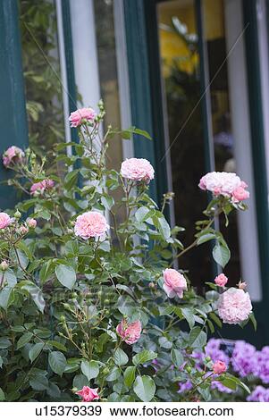 Rose Flower in Paris View Large Photo Image Stock Photo - Rose Flower in Paris. Fotosearch