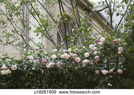 Rose Flower in Paris View Large Photo Image Stock Photo - Rose Flower in Paris. Fotosearch