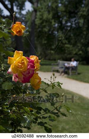 Stock Photo - Rose Flower in Park. Fotosearch