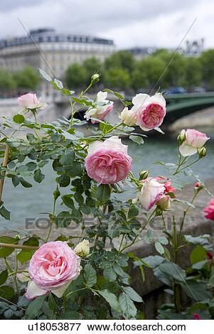 Stock Photo - Rose with Seine River. Fotosearch