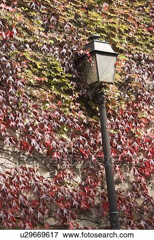 Street Lamp and Ivy View Large Photo Image Stock Photo - Street Lamp and Ivy. Fotosearch