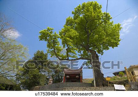 Picture - Asia, China, Fujian, Nanjing County, Shuyang Town, Taxia Village, Taxia Tulou Cluster. Fotosearch