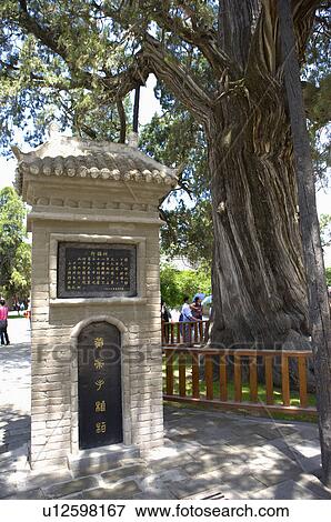 Stock Photo - Asia, China, Shanxi, Huang Ling, Banyan Tree. Fotosearch