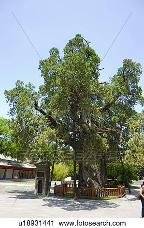 Stock Image - Asia, China, Shanxi, Huang Ling, Cypress Tree. Fotosearch