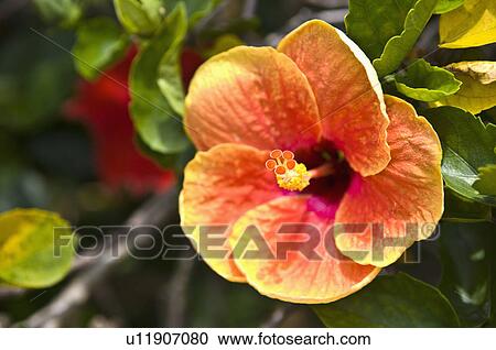 Stock Image - Asia, Japan, Okinawa, Naha, Naminouegu. Fotosearch