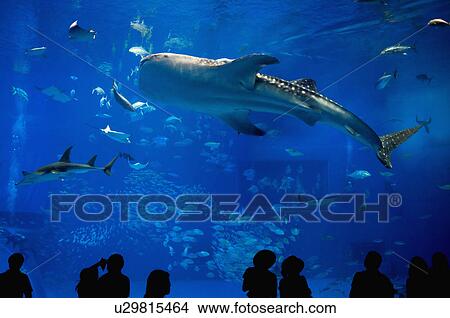 Asia, Japan, Okinawa, Ocean Expo Park View Large Photo Image Picture - Asia, Japan, Okinawa, Ocean Expo Park. Fotosearch