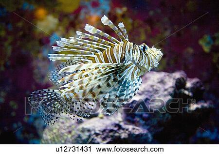 Asia, Japan, Okinawa, Ocean Expo Park View Large Photo Image Stock Image - Asia, Japan, Okinawa, Ocean Expo Park. Fotosearch