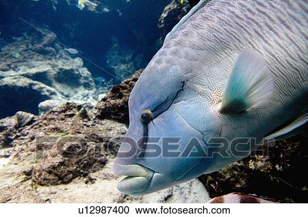 Asia, Japan, Okinawa, Ocean Expo Park View Large Photo Image Stock Image - Asia, Japan, Okinawa, Ocean Expo Park. Fotosearch