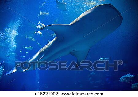 Stock Image - Asia, Japan, Okinawa, Ocean Expo Park. Fotosearch