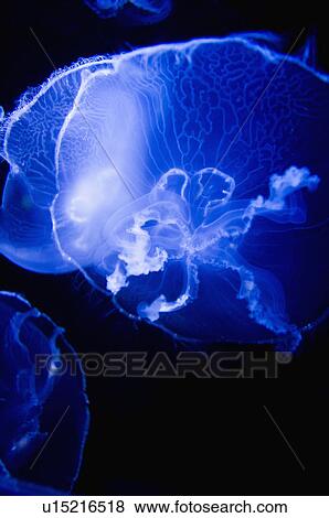 Stock Photo - Asia, Japan, Okinawa, Ocean Expo Park. Fotosearch
