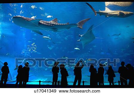 Stock Photo - Asia, Japan, Okinawa, Ocean Expo Park. Fotosearch