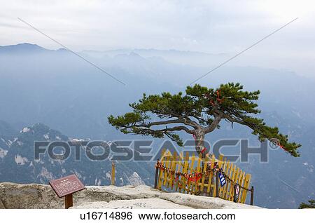 Asia, China, Shanxi, Huayin, Huashan Mountain, West Peak, Welcoming-guest Pine View Large Photo Image Stock Photograph - Asia, China, Shanxi, Huayin, Huashan Mountain, West Peak, Welcoming-guest Pine. Fotosearch