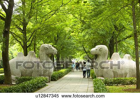 Asia, China, Jiangsu Province, Nanking, Xiaoling Mausoleum of the Ming Dynasty, statue of camels View Large Photo Image Stock Photography - Asia, China, Jiangsu Province, Nanking, Xiaoling Mausoleum of the Ming Dynasty, statue of camels. Fotosearch